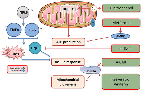 Target drags for the regulation of biogenesis and functioning of mitochondria.