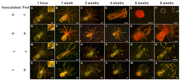 The morphology of aposymbiotic anemones, as well as those inoculated (symbiotic) with dinoflagellates (Breviolum spp.), under starved or fed conditions over an eight-week period.