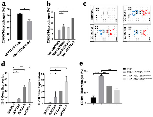 GCTSCs promote the polarization into M2 phenotype of macrophage via increasing IL-6 and IL-10 release.