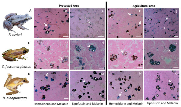 Plate with histological sections showing differences in liver pigments for the three species that had the highest change in mean pigment area between the two sampling regions.