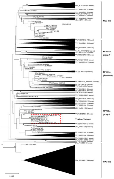 Phylogenetic relationship based on broad nucleotide sequences (n = 507) of the complete VP2 genes of FPV, CPV-2, MEV and RPV.