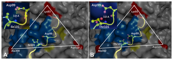 Comparison of the 3D structure of the transferrin receptor-binding site of the prototype FPV (A) and our isolate (B) capsid protein VP2.