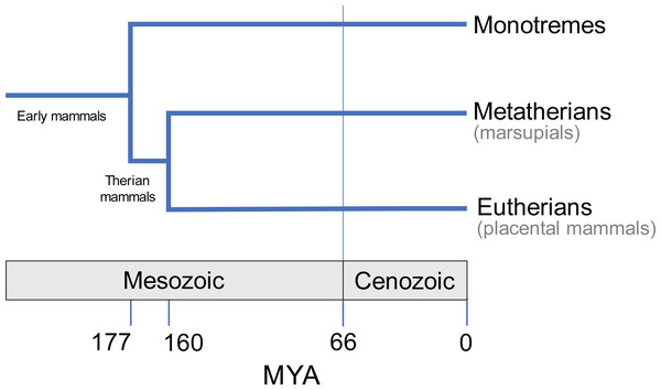 Evolutionary divergence within Mammalia (e.g., May-Collado, Kilpatrick & Agnarsson, 2015).