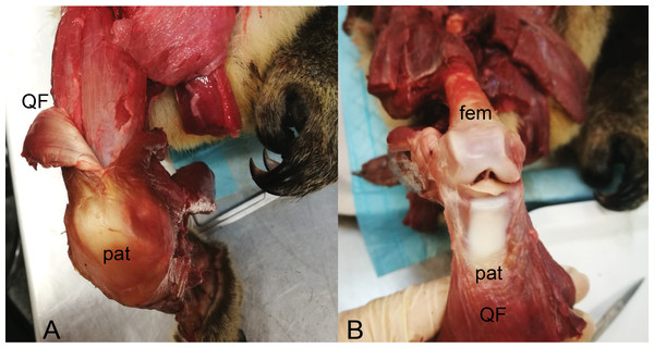 Dissections of an adult male koala; right hindlimb in cranial view of knee.