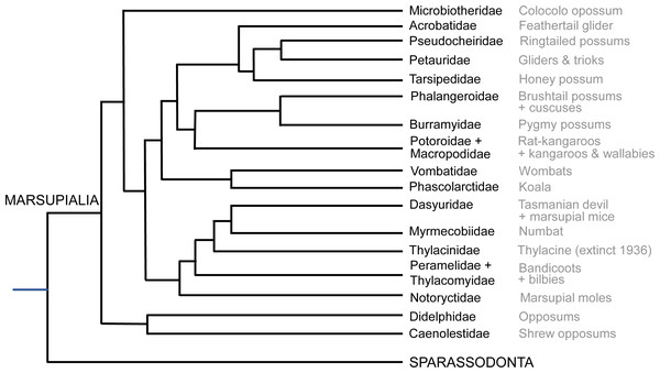 Summary cladogram of the main extant marsupial family-rank clades sampled in this study.