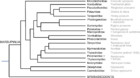 Evolution of the patella and patelloid in marsupial mammals [PeerJ]