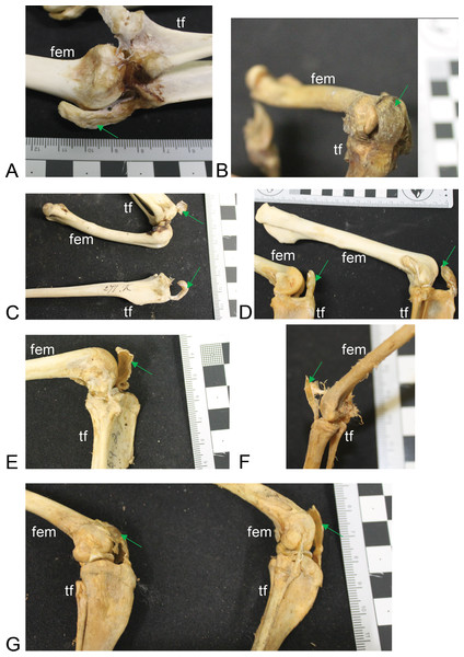Other example images of marsupial specimens with patelloids (Text S1: Table S4).