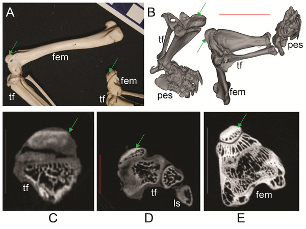 Ossified patellae in extant marsupials (Text S1: Tables S1 and S5).