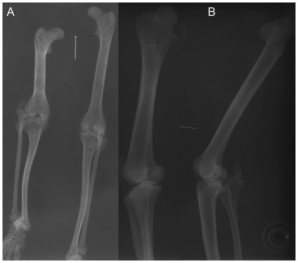 Example radiographs of skeletal specimens from NHMUK (Text S1: Tables S2 and S6).