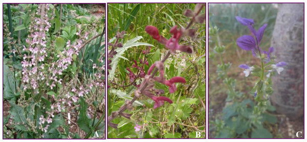 Selected Salvia species in the current investigation, (A) S. eigii, source credit: the Victorian Salvia study group; (B) S. hierosolymitana; and (C) S. viridis.