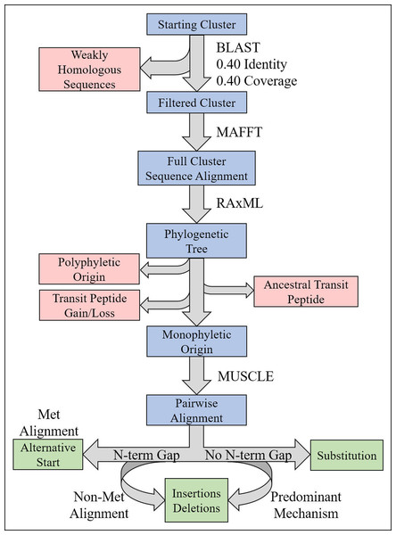 Illustration of phylogenetics workflow.