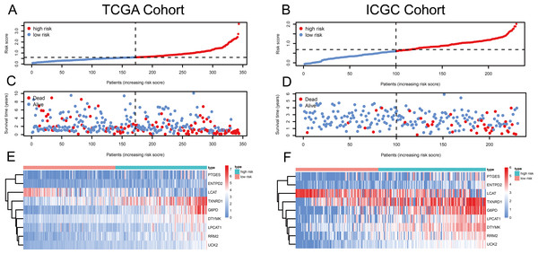 Risk score, reflecting overall survival, based on the metabolism-related-gene signature comprising nine genes, in the TCGA and ICGC cohorts.