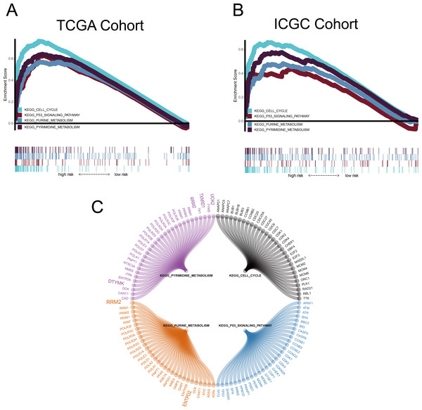 Gene set enrichment analysis (GSEA).