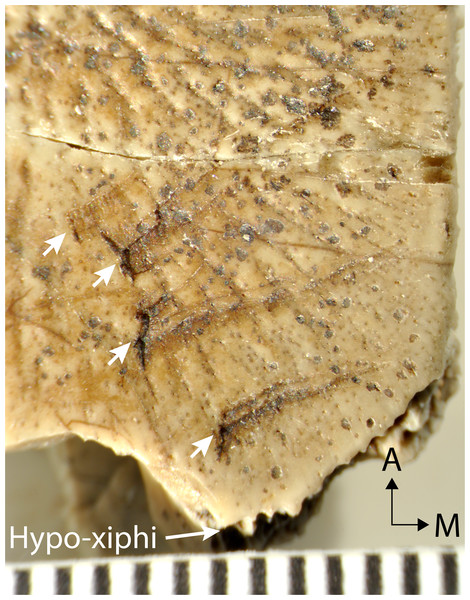 Magnified ventral surface of hypoplastral fragment UMNH.VP.26917, showing traces of rodent incisors (indicated by arrows) near the hypo-xiphiplastron suture.