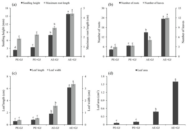 Seedling height, maximum root length (A), number of roots, leaves (B), leaf length, leaf width (C) and leaf area (D) of M. savatieri grown with or without a host after 8 and 16 weeks of sowing.