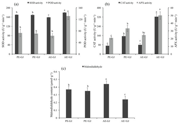 SOD activity, POD activity (A), CAT activity, APX activity (B) and malondialdehyde content (C) of M. savatieri grown with or without a host after 8 and 16 weeks of sowing.