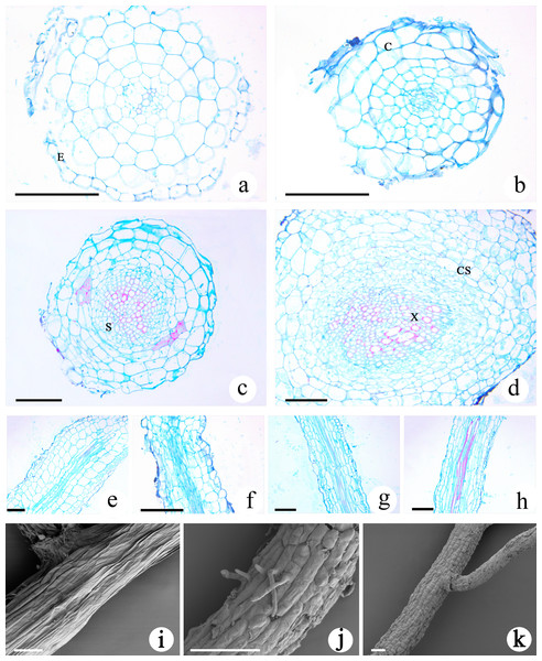 Microscopic examination of M. savatieri roots.