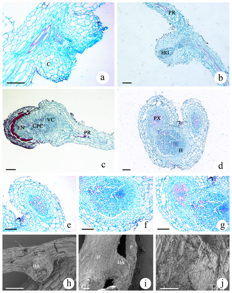 Microscopic examination of M. savatieri haustoria.