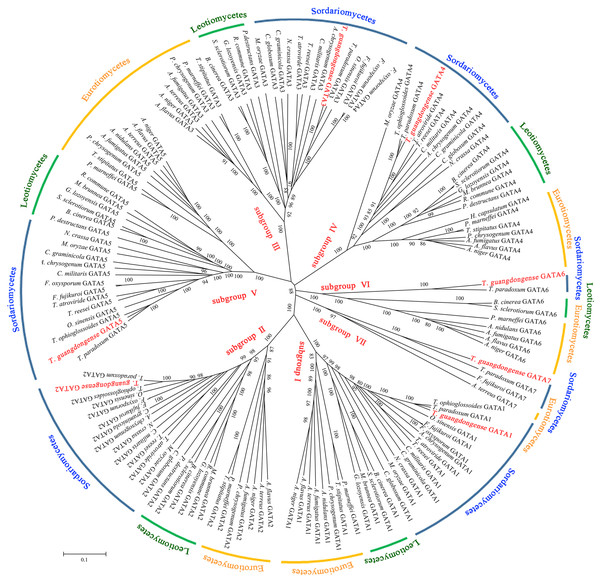 Phylogenetic tree of GATA-TFs from Tolypocladium guangdongense and other fungi in three classes of Ascomycota, including Eurotiomycetes, Leotiomycetes and Sordariomycetes.