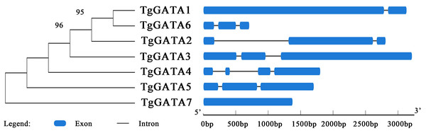 Intron-exon structure analysis of GATA-TFs in Tolypocladium guangdongense.