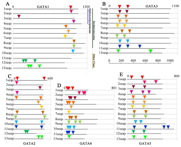 Intron/exon structures of TgGATA1-5 and their homologous genes in other fungi.