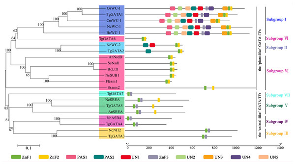 Motif analysis of GATA-TFs in Tolypocladium guangdongense and known functional GATA-TFs in other fungi.