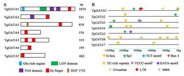 Structural features and light-responsive cis-element analysis of GATA-TFs in Tolypocladium guangdongense.