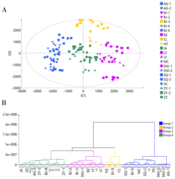 Chemotype classification of 22 male E. ulmoides core collections by PCA and HCA basing on metabolomics data acquired in the ESI+ mode.