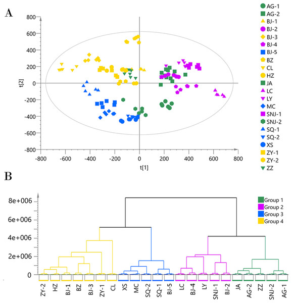 Chemotype classification of 22 male E. ulmoides core collections by PCA and HCA basing on metabolomics data acquired in the ESI− mode.