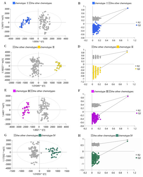 OPLS-DA score plots and permutation test plots of the classified chemotype against the other types.