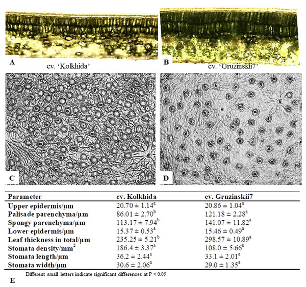 Microstructural evaluations of leaves cross sections and stomata in frost sensitive (‘Kolkhida’) and frost tolerant (‘Gruzinskii7’) tea cultivars (×200).