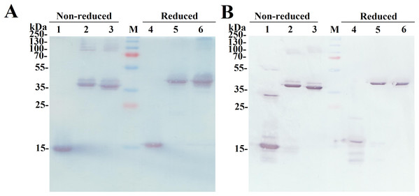 Identification of the purified fusion proteins with the antibodies in Western blot.