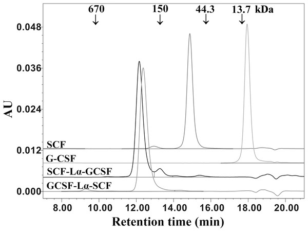 SE-HPLC analysis of purified SCF-Lα-GCSF and GCSF-Lα-SCF.