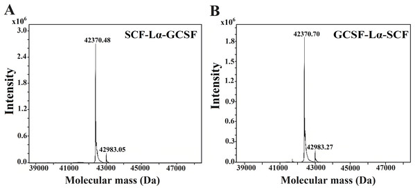 Molecular mass determination of the purified SCF-Lα-GCSF (A) and GCSF-Lα-SCF (B) proteins by mass spectrometry.