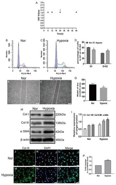 circHIPK3 is upregulated in cardiac fibroblasts and accelerates the process of fibrosis.