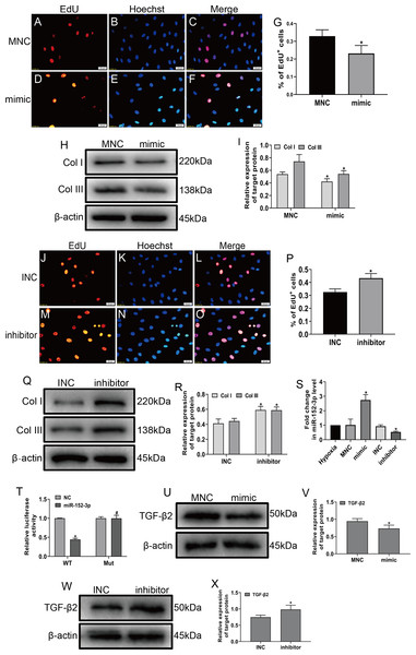 MiR-152-3p inhibited the phenotypic transformation by targeting TGF-β2.