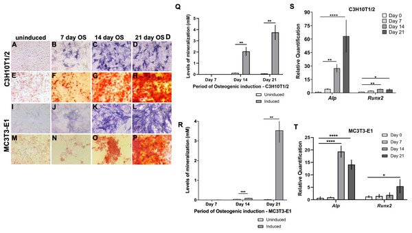 Characterization of in vitro osteogenic differentiation in C3H10T1/2 and MC3T3-E1 cells.