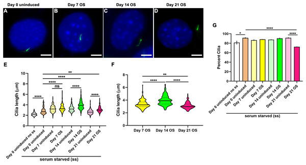 Osteogenic differentiation in MC3T3-E1 preosteoblast cells caused a distinct pattern of cilia elongation and reduction in frequencies.