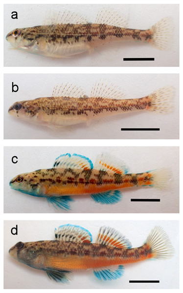 Photographs of Etheostoma faulkneri (Yoknapatawpha Darter) and E. raneyi (Yazoo Darter).