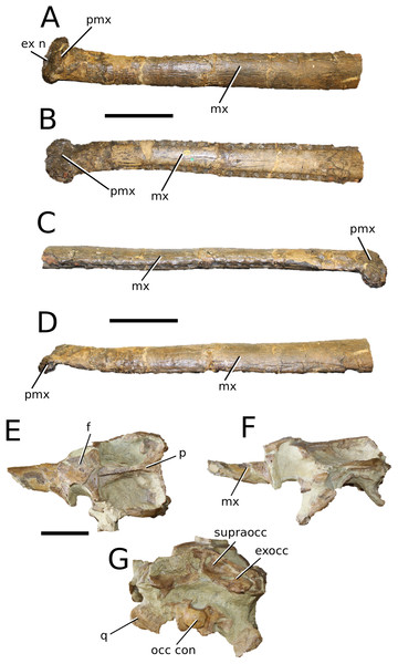 Bathysuchus megarhinus.