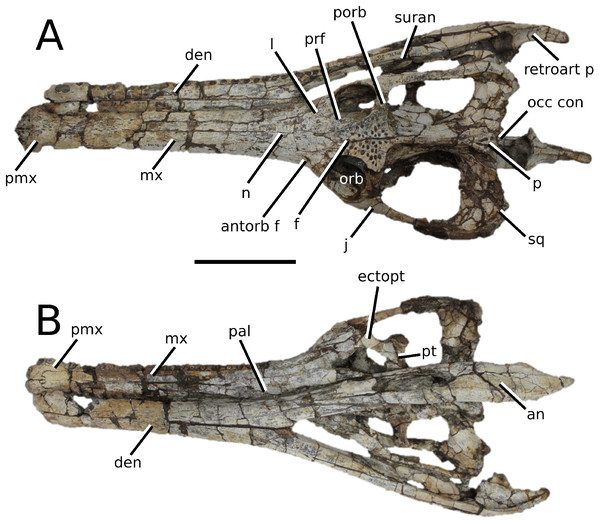 Indosinosuchus potamosiamensis.