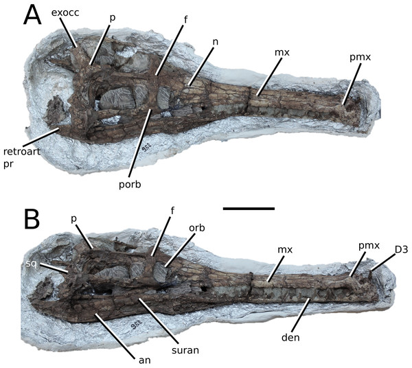 Indosinosuchus kalasinensis.