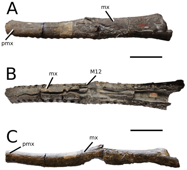 Steneosaurus rostromajor.