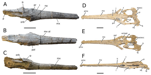 Neosteneosaurus edwardsi.