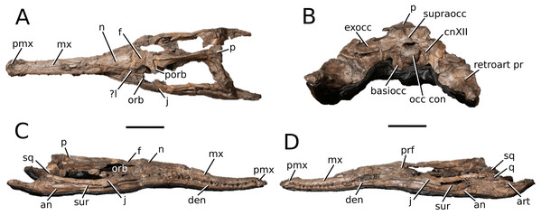Lemmysuchus obtusidens.