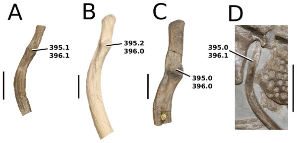 Comparative photographs: teleosauroid dorsal ribs.