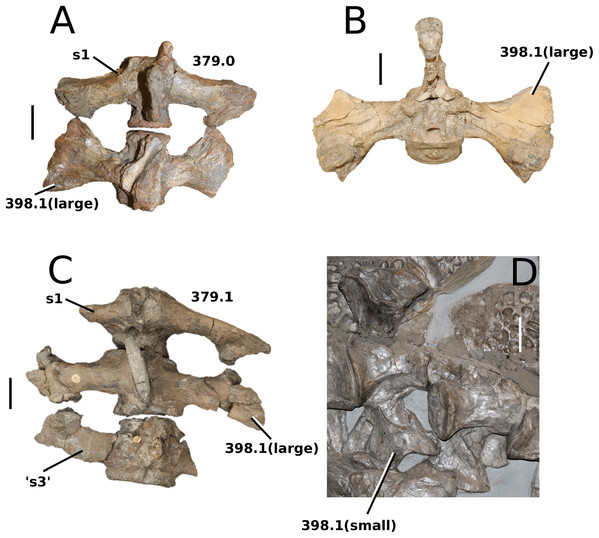 Comparative photographs: teleosauroid sacral vertebrae.