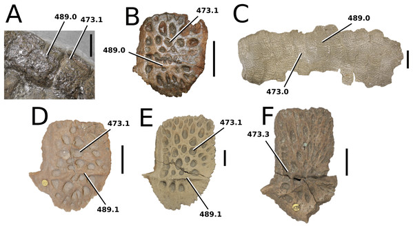 Comparative photographs: teleosauroid dorsal osteoderms.