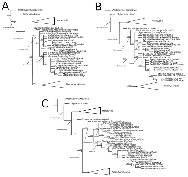 Topologies of the unweighted parsimonious phylogenetic analysis.