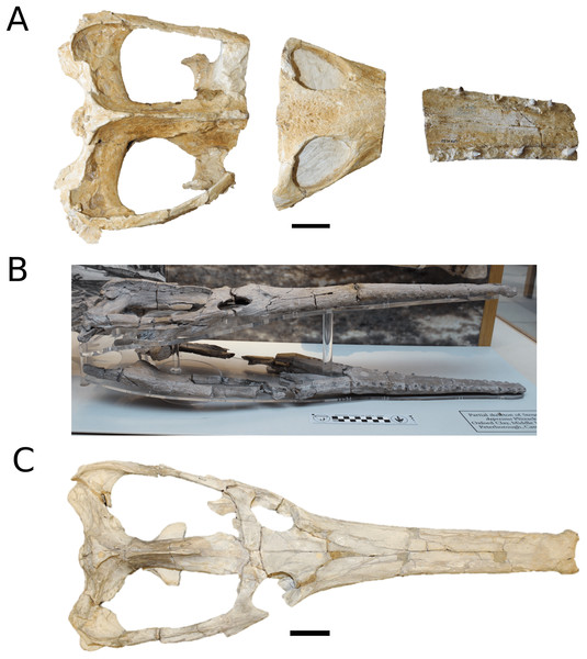 Three excluded teleosauroid taxa from our dataset.